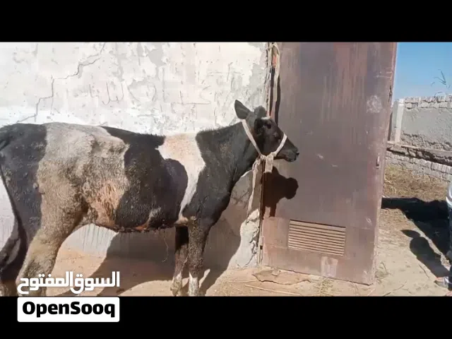 عجل للبيع بقرى