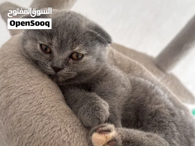 للبيع قطة فاخرة ( سكوتش فولد )