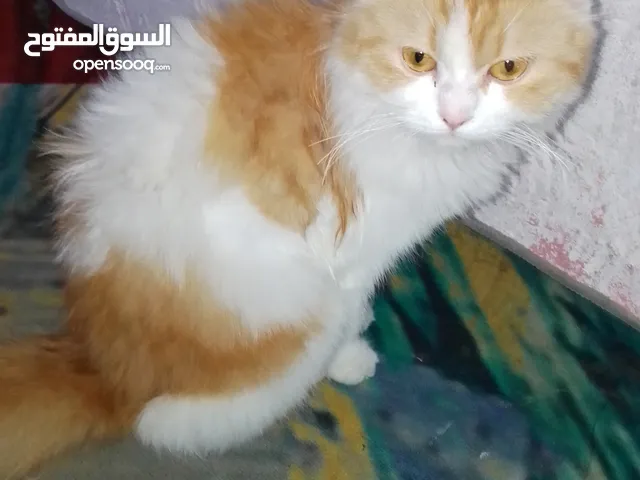 قطة عمر 8 اشهر سعر 45 للف وبينه مجال