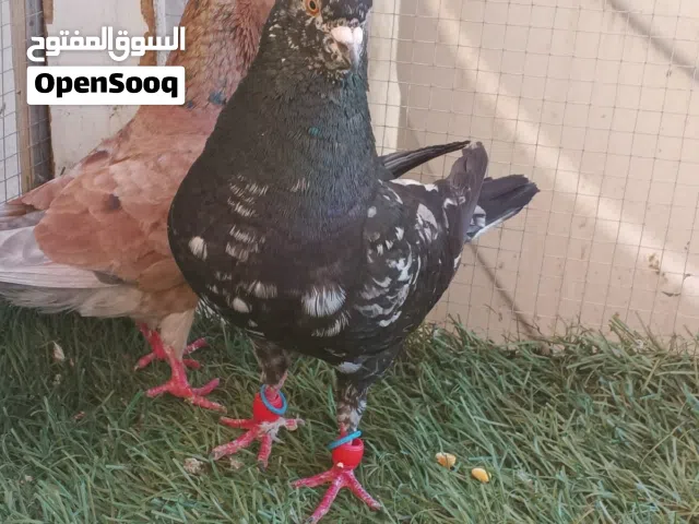 كو حمام تنضيف سطح جواز ماشاء الله عليهن شغالات و بسعر حرق