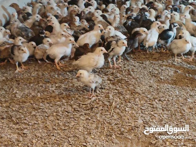 hen  for sale age 30 days