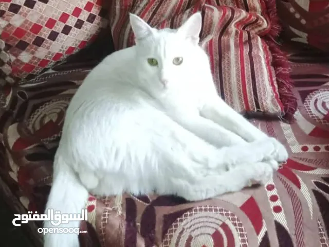 قط تركي ذكر ابيض للتبني