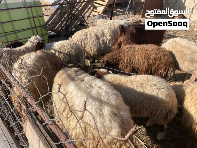 أضاحي أضاحي جميع الاوزان