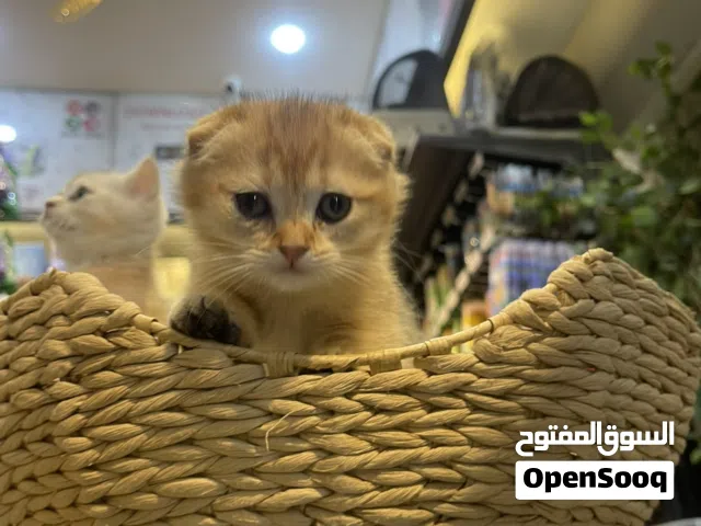 سكوتش ب ألوان بتجنن