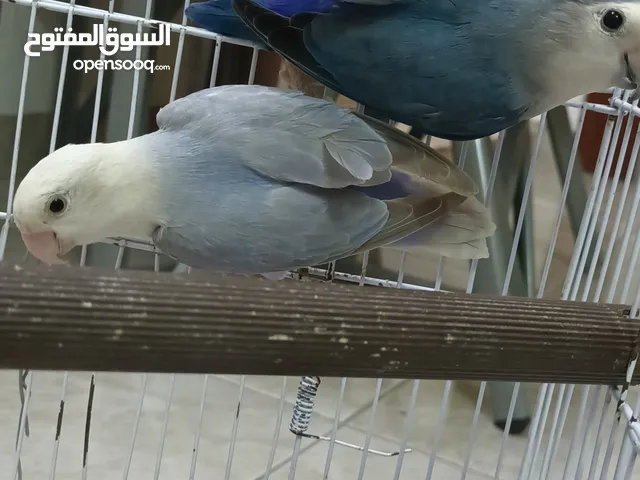 جوز روز شغالات كفاله شغل موجودات في الزرقاء مع مطير اربع معالف وكوخ