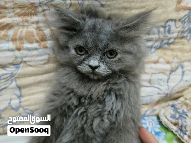 قط سكوتش فولد