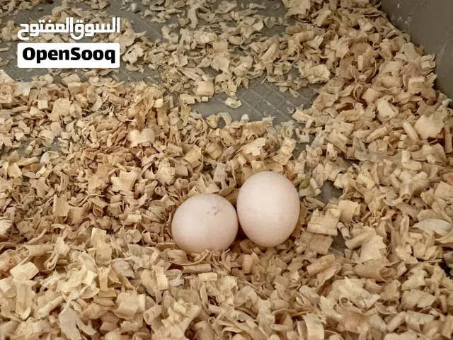 للبيع أو افاري كوبيا كوكتيل كيف دحت