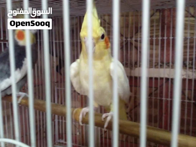 زوج كوكتيل مالات بيت الفحل رصاصي والنثيه شكريه
