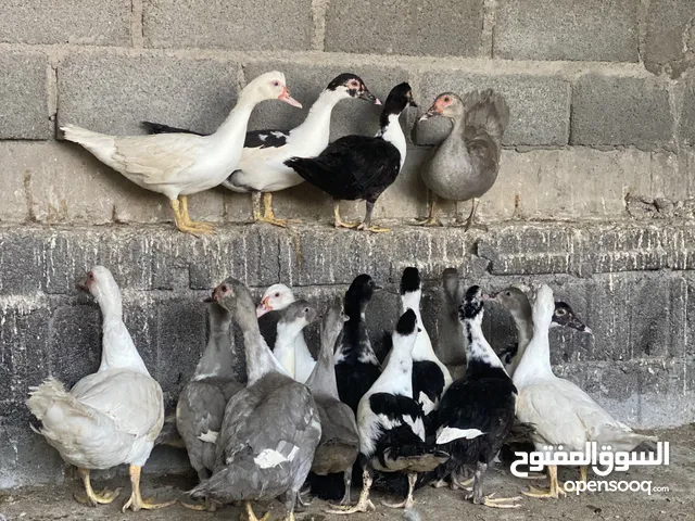 بط مكسوفي اصل وحلال نظيف