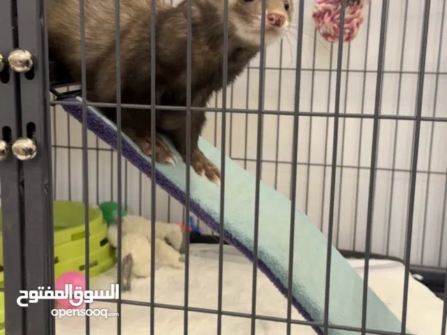 فيريت للبيع