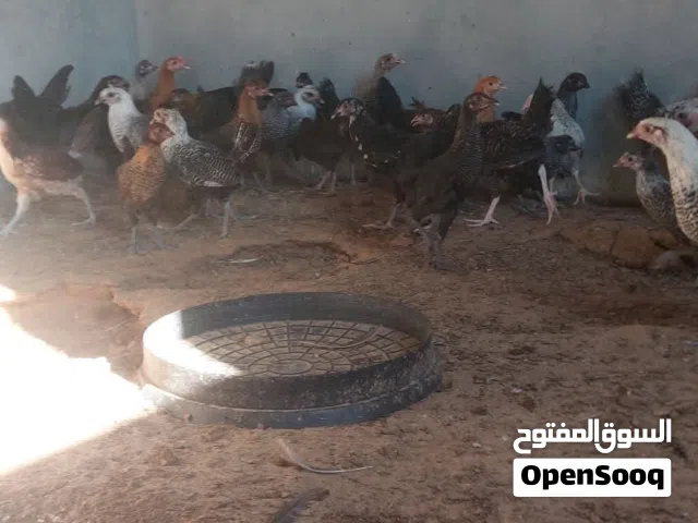 عتاتيق عربيات