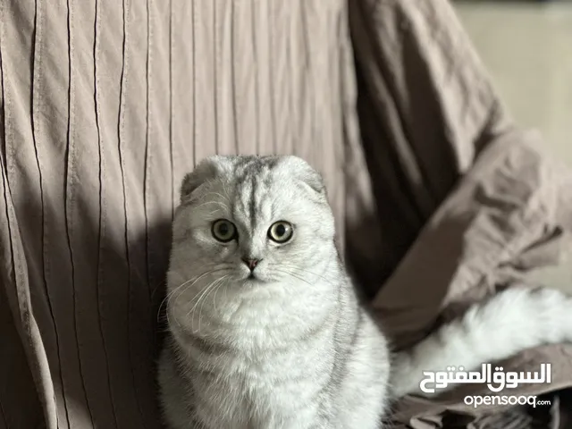 Scottish fold jumbo size male, silver chinchilla