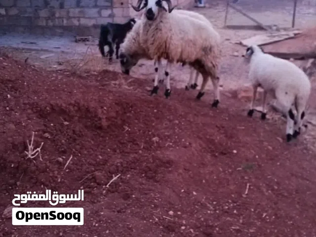 فحل قبرصي اصلي 3حبات