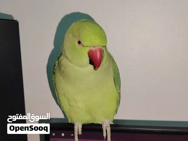 دره أنثى عمرها 2/3  متكلم فوق 5 كلمات لعوب