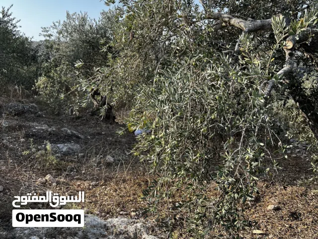Commercial Land for Sale in Tulkarm Bal'a