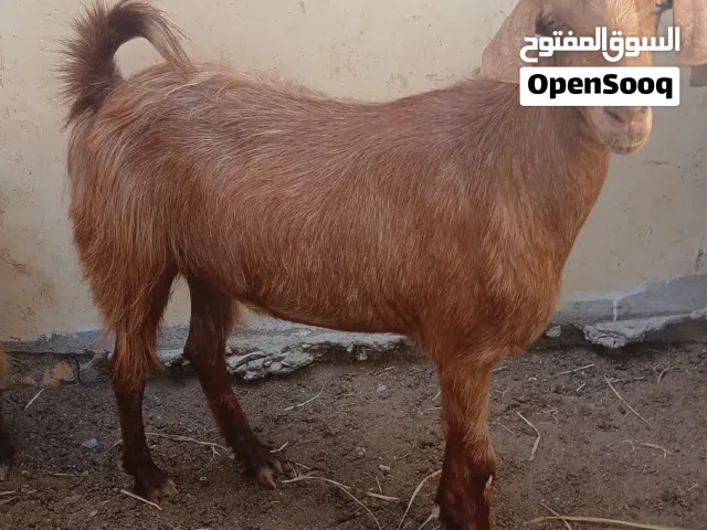 تيس ود سنه وثمان اشهر مطعوم سلاله عماني تربيه منزل
