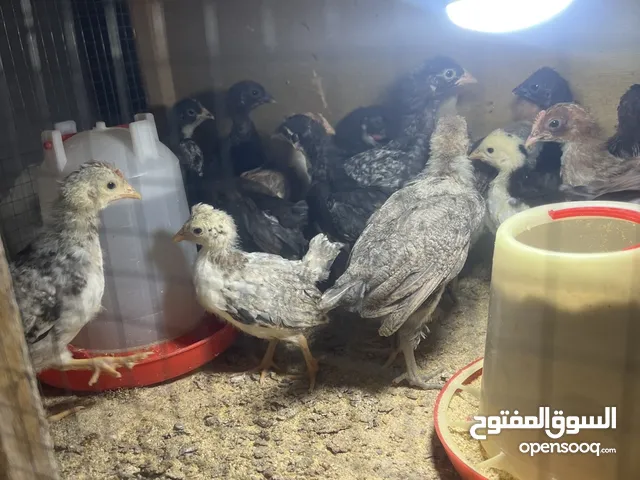 للبيع دجاج عربي