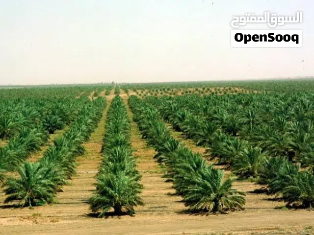 مشروع زراعي ضخم جدا للبيع في الشوبك