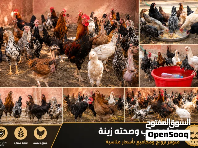 دجاج كويتي وعرب وبرانكليز وابو ركيبة