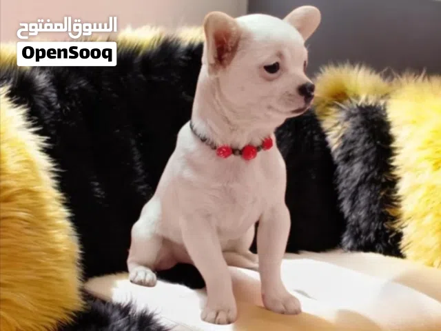 أجمل بنوته شيواوا تي كب