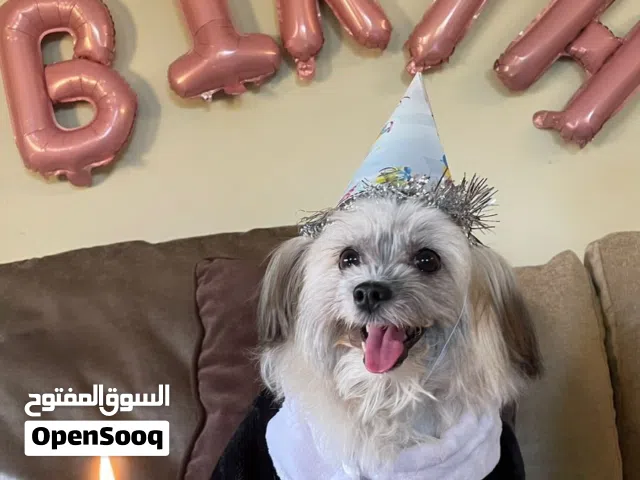 احتاج كلب لتزاوج