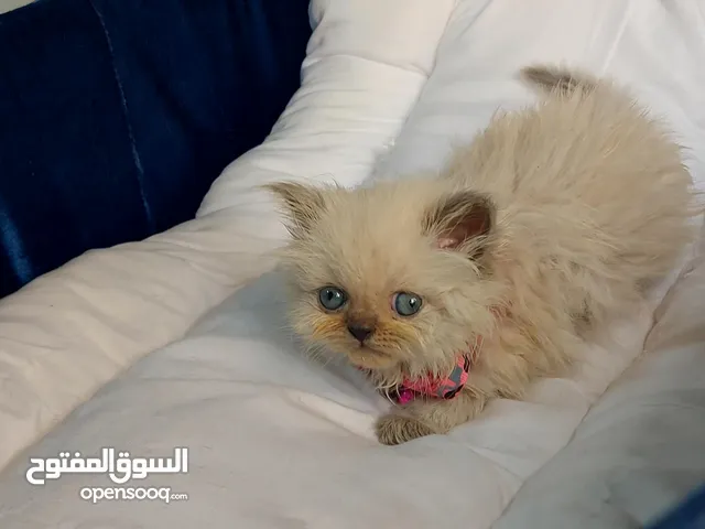 كتن هملايا انثى اقرئ الوصف