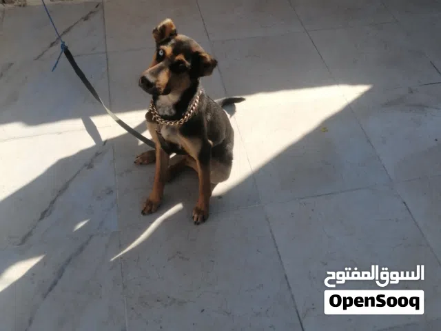للبيع كلبه بندوق جيرمن