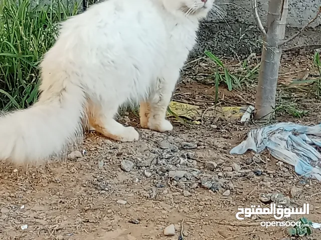السلام عليكم للبيع قطط شيرازي  تبع الوصف مهم .....