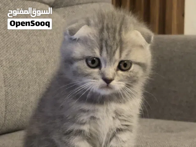 قطط سكاوتش للبيع