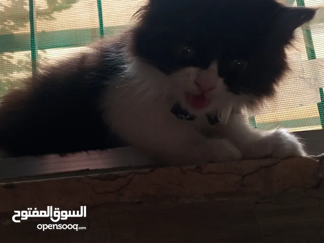 بسه قطط للبدل اقرا الوصف