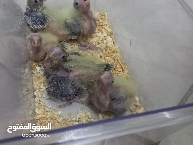 السلام عليكم ورحمه الله وبركاته سبع عصافير منهم الأب و الأم
