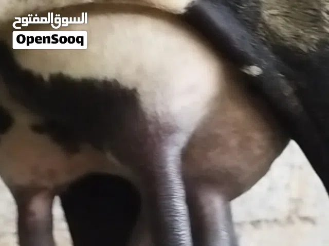 بقره نمساوي مربيه تحتها عجل مربيه من 15يوم تحلب 5 غرشات مال في اليوم و البقره الولد التاني