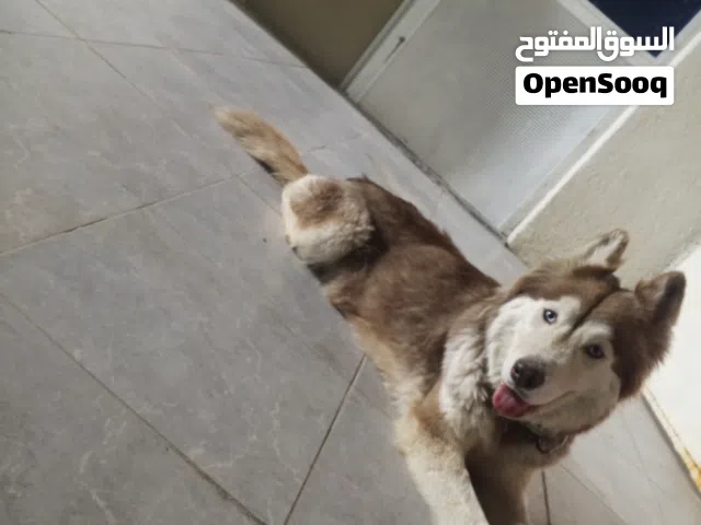 سلام عليكم كلب هاسكي للبيع نثيه كلب صحه زينه يلعب ما يأذي اطفال مدرب على اشياء أسم لكلبه ( لونا)