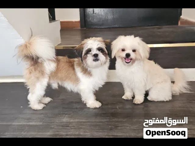 Dogs for loving home