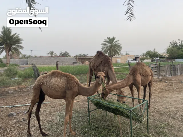 بواطن بكرة وقعود - سلالة الاصايل