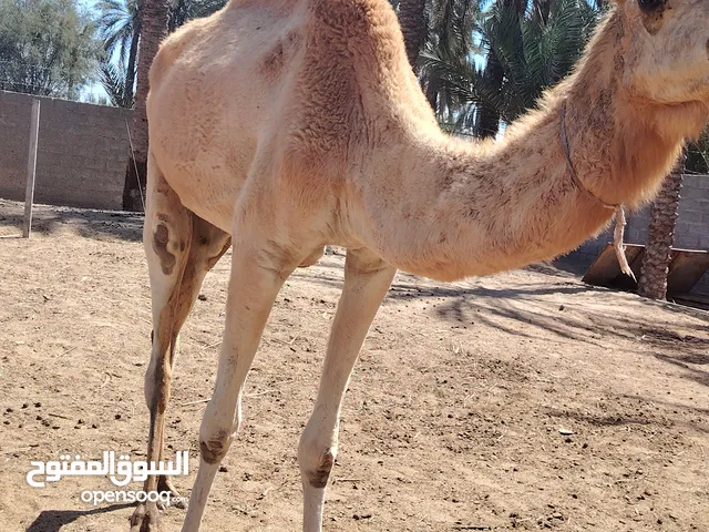 للبيع ناقه اول انتاج فقط