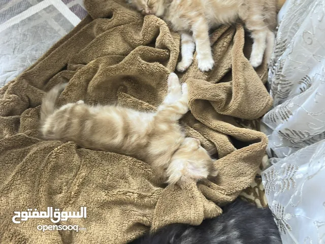 قطط موليد ام هيمالايا مجاناً للجادين فقط