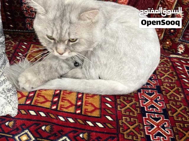 Lola cat (Persian)