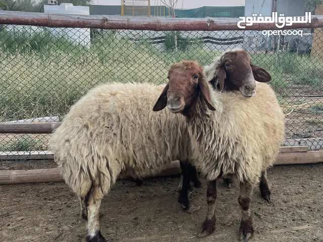 نعجتين انعيم تربية او اضاحي