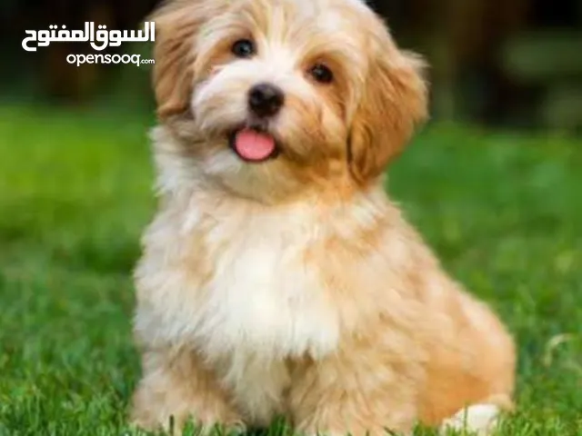 كلب ذكر كافاشون 4 شهور