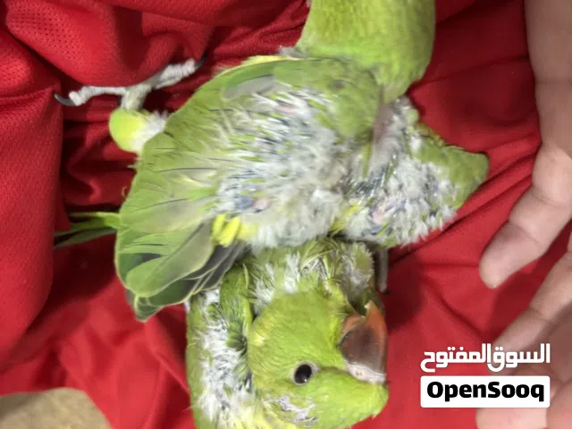 Green parrot chick healthy