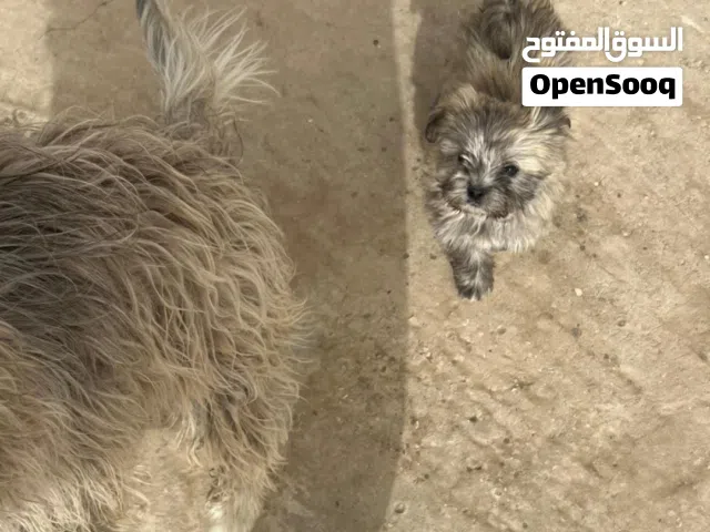 كلب فرنش تيرير للبيع