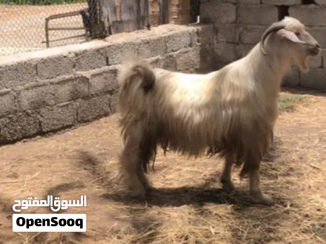 تيس للبيع ذبيحة طيبة