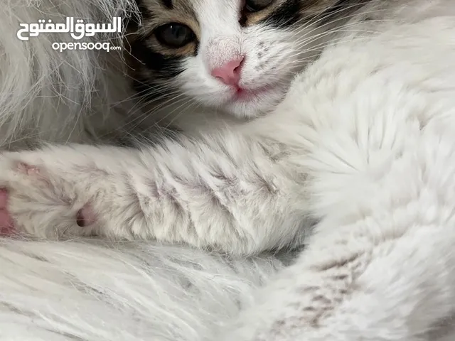 قطة بعمر الثلاث شهور للبتني مع اغراضها وبيتها واكلها مجاناً!!