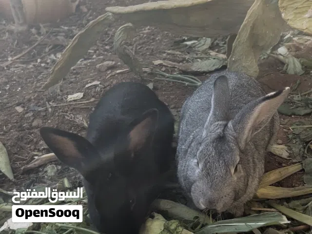 ارانب هجين ألماني صحة ونظافة ماشاءالله