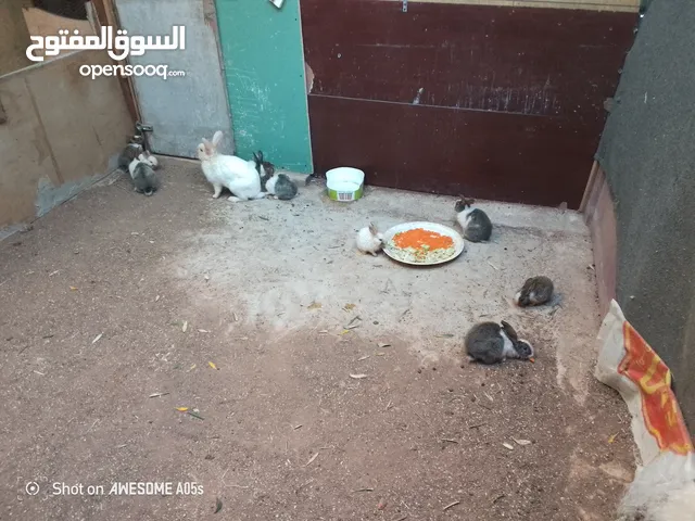 ارانب للبيع