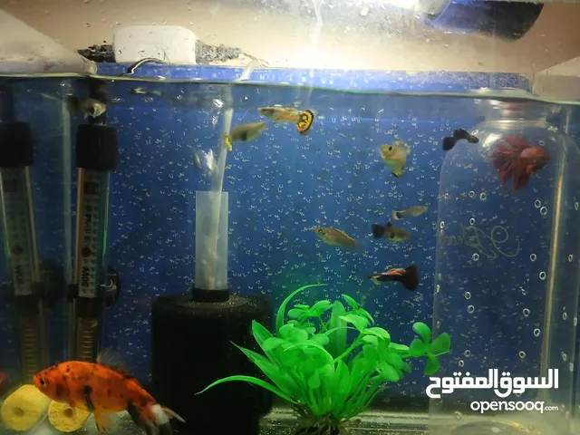 سمك للبيع.