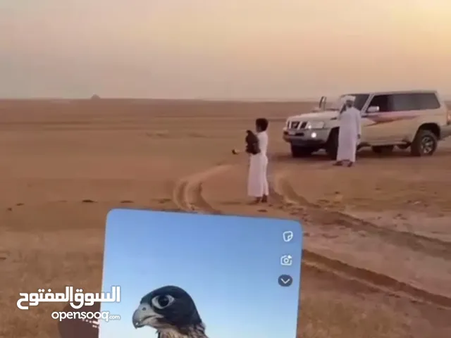 تبع جير 14.50؟في 14.50 صايد السلم والبط ويعرف للتلواح والطياره
