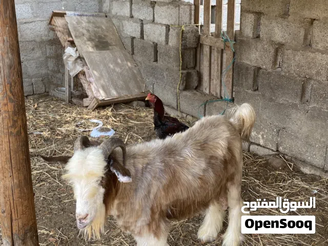 للبيع تيس سعيدي