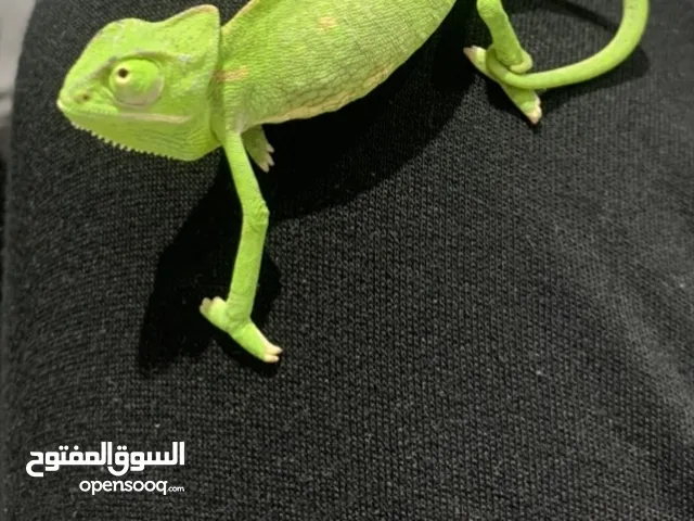 حرباء الواحد
